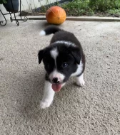 Štěňátka border kolie bez PP