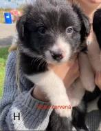 Štěňátka border kolie bez PP