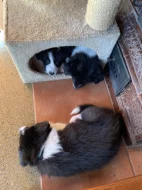 Štěňátka border kolie bez PP