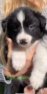 Štěňátka border kolie bez PP
