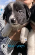 Štěňátka border kolie bez PP