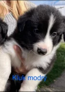 Štěňátka border kolie bez PP