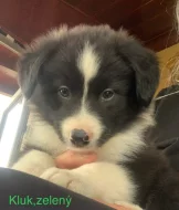 Štěňátka border kolie bez PP