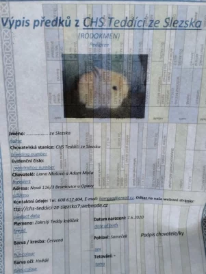 Prodám zakrsleho teddy králíka s PP