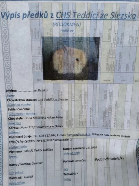 Prodám zakrsleho teddy králíka s PP