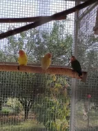 Prodám agapornise ruzovohrdle letošní mláďata