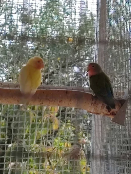 Prodám agapornise ruzovohrdle letošní mláďata