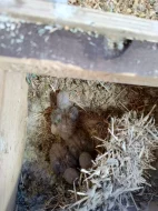 Prodám agapornise ruzovohrdle letošní mláďata