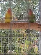 Prodám agapornise ruzovohrdle letošní mláďata