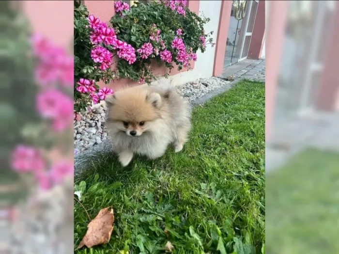 Německý špic trpasličí, Pomeranian