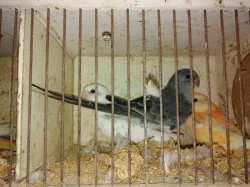 Prodám papoušky zpěvavé