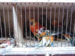 Prodám papoušky zpěvavé