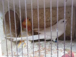 Prodám papoušky zpěvavé