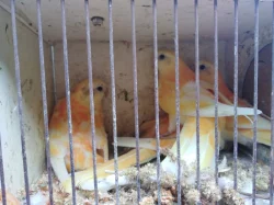 Prodám papoušky zpěvavé