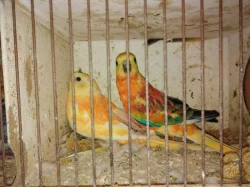 Prodám papoušky zpěvavé