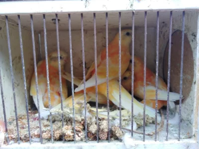 Prodám papoušky zpěvavé