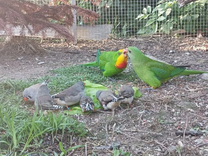 Papoušek nádherný