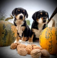 Entlebušský salašnický pes