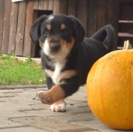 Entlebušský salašnický pes