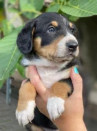 Entlebušský salašnický pes