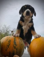 Entlebušský salašnický pes