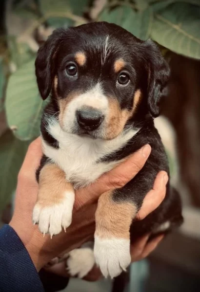 Entlebušský salašnický pes