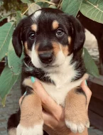 Entlebušský salašnický pes