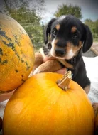 Entlebušský salašnický pes