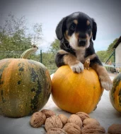 Entlebušský salašnický pes