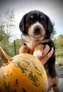 Entlebušský salašnický pes