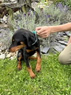 Štěňátka Dobrman