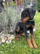 Štěňátka Dobrman