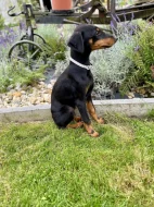 Štěňátka Dobrman