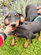 Štěňátka Dobrman