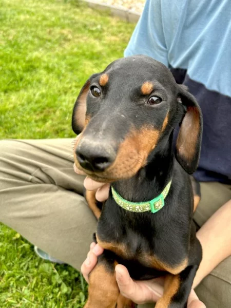 Štěňátka Dobrman