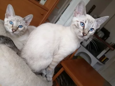 bengálská sněžná koťata