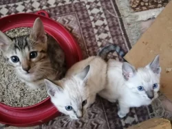 bengálská sněžná koťata