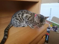 bengálská sněžná koťata