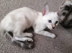 bengálská sněžná koťata