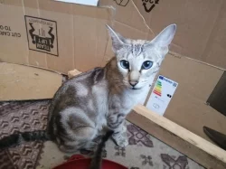 bengálská sněžná koťata