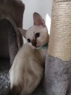 bengálská sněžná koťata