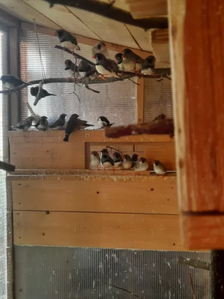 Zebřičky větší množství nekrouškované