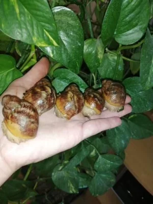 Africký šnek Archachatina Ventricoza F2