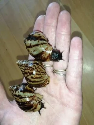 Africký šnek Lissachatina reticulata klasik body