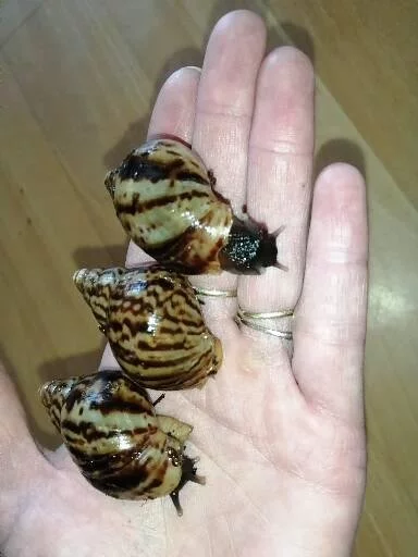 Africký šnek Lissachatina reticulata klasik body