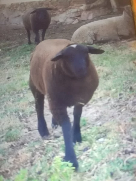 Prodej beránka