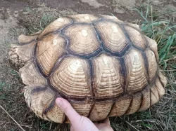 Pár želv ostruhatých – sulcata – i jednotlivě