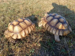 Pár želv ostruhatých – sulcata – i jednotlivě