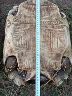 Pár želv ostruhatých – sulcata – i jednotlivě