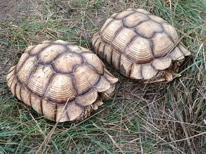 Pár želv ostruhatých – sulcata – i jednotlivě